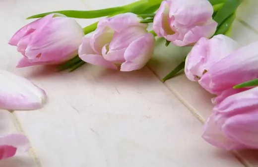 Navigating Valentine's Day as a New Couple
